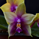 Phal. Hawaii Dragon Girl x Phal. LD's Bear Queen