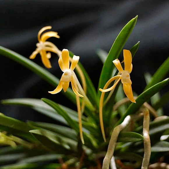 Neofinetia falcata 'Kibana' 黄花風蘭