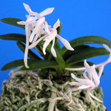 Vanda falcata 'Unkai' 雲海
