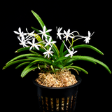 Vanda falcata Shukou Nishiki 秋紅錦
