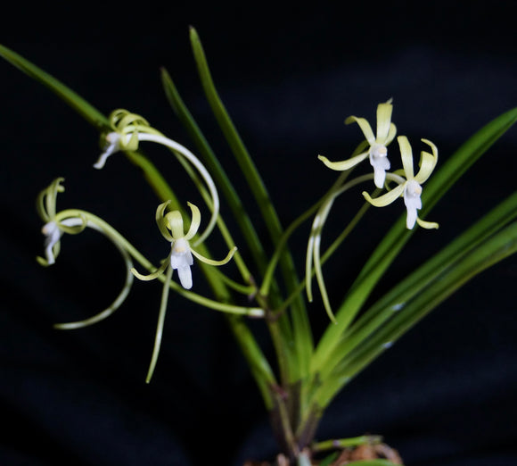 Vanda falcata Hisui 翡翠