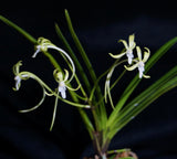 Vanda falcata Hisui 翡翠