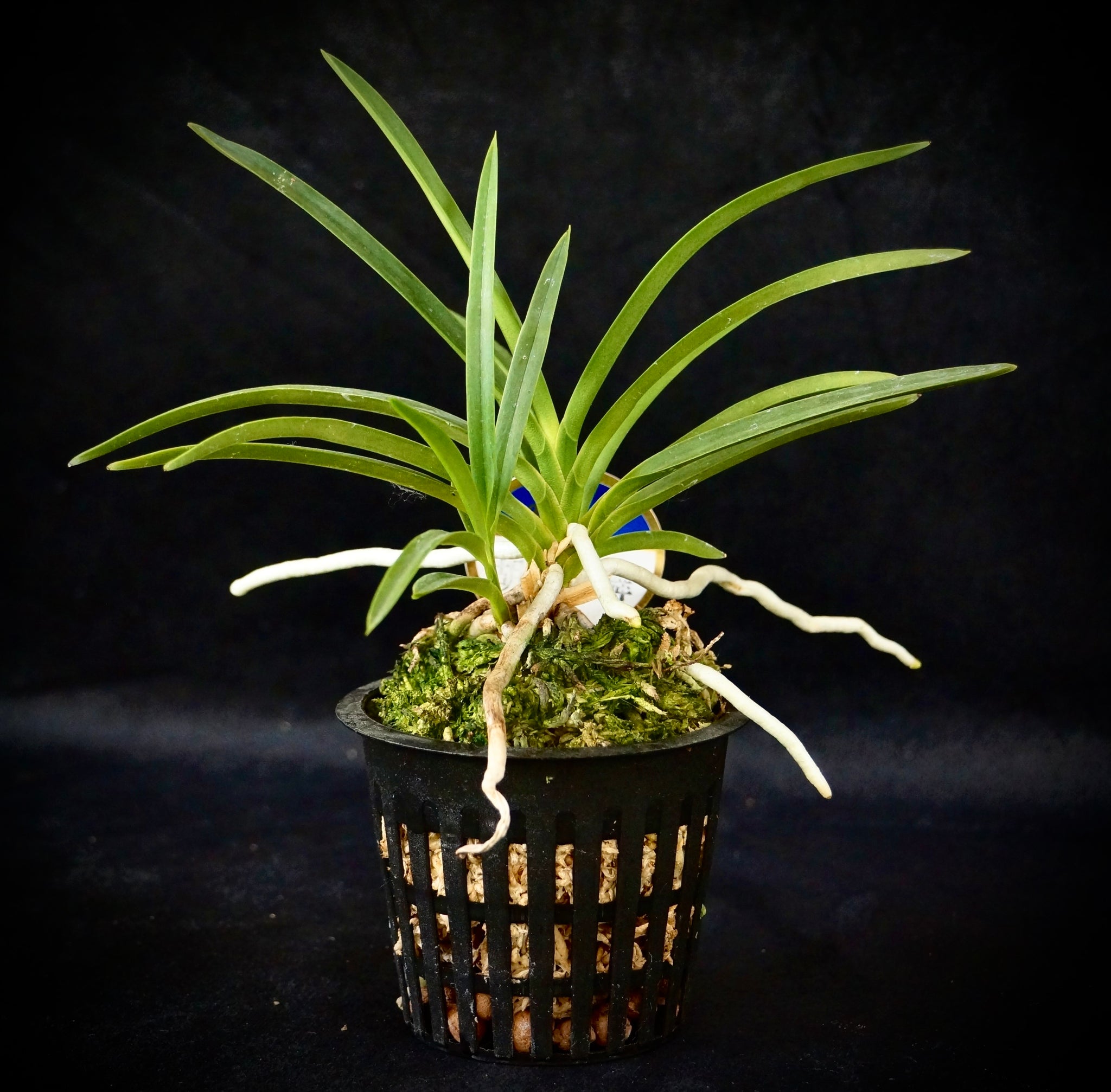 Vanda (Neofinetia) falcata 'Kochounomai' 胡蝶の舞 – Springfield