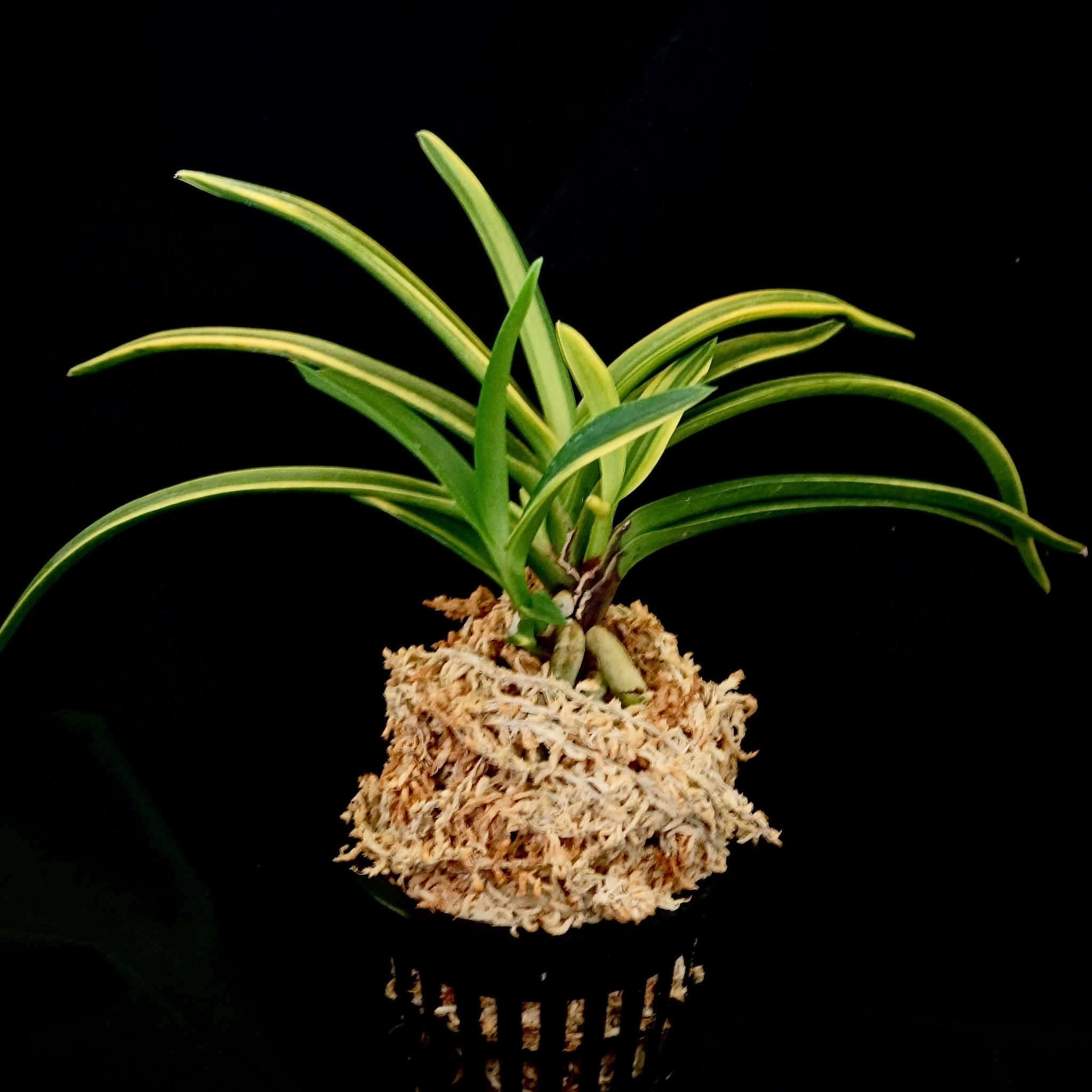 センペルビウム　Oregon Sky Orchid Collection – Springfield Orchids