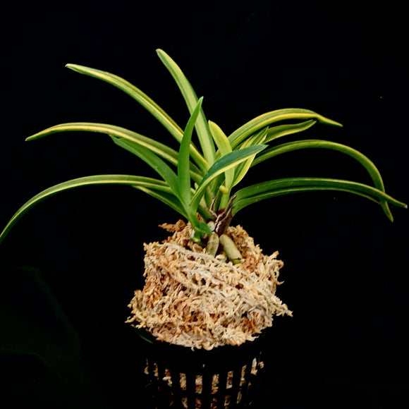 Vanda falcata Shukou Nishiki 秋紅錦 – Springfield Orchids