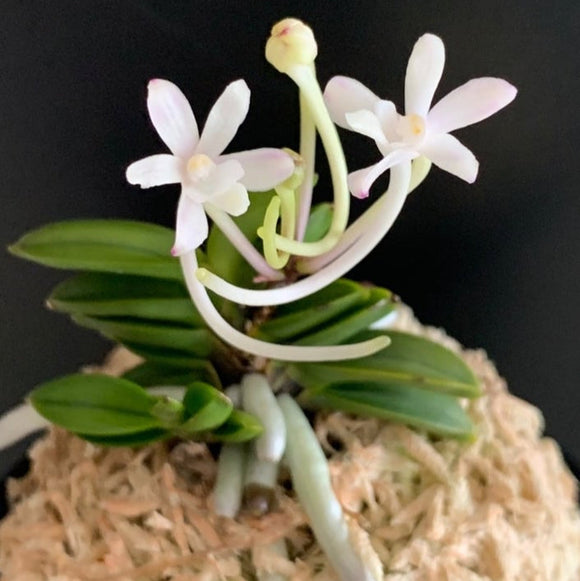 Phalaenopsis Sweet Memory 'Liodoro' Orchid - Easy Care, Very Fragrant, Live Plant