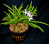 Vanda falcata fujimusume 藤娘