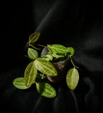 Dischidia ovata (watermelon Dischidia)