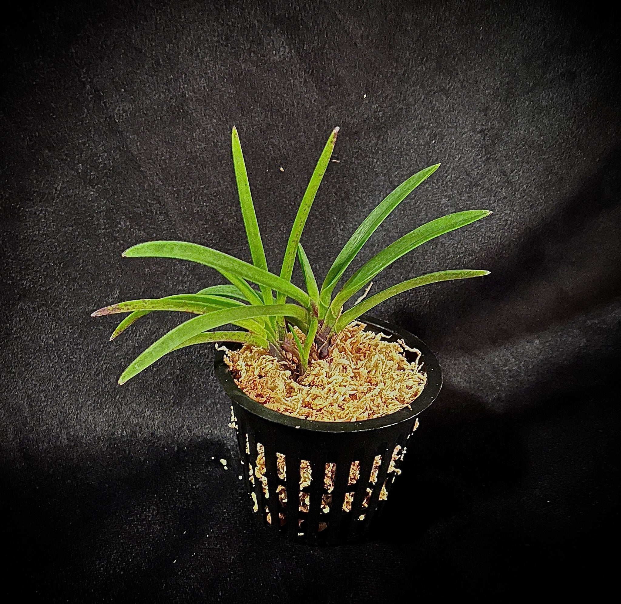 Vanda (Neofinetia) falcata SHUTENNOU 朱天王 – Springfield Orchids