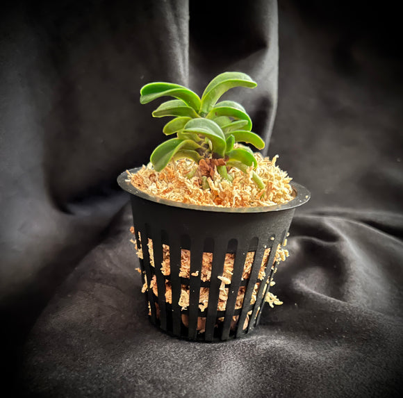 Vanda falcata 'Seikai' 青海