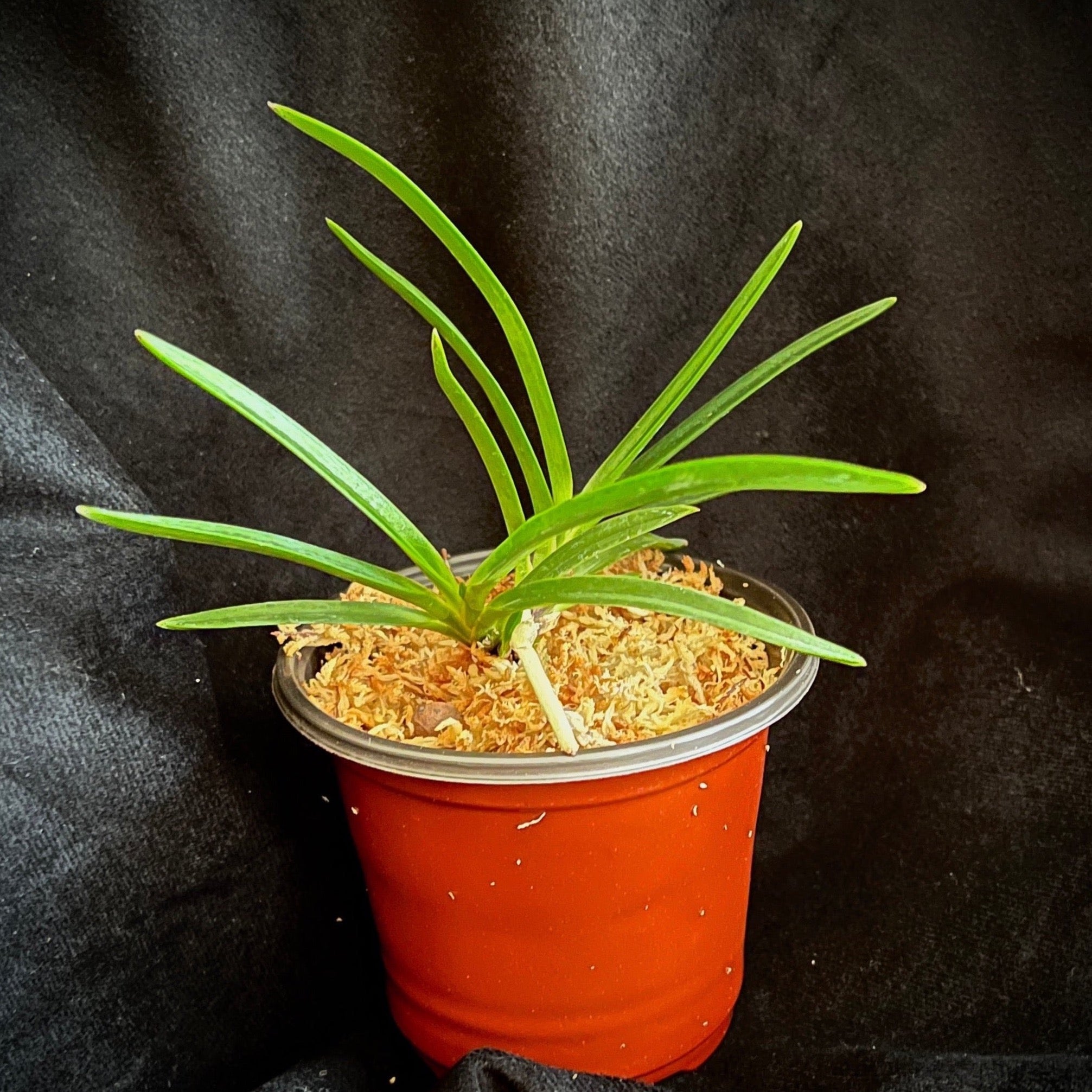 Vanda falcata Shunkyuden 春及殿 – Springfield Orchids