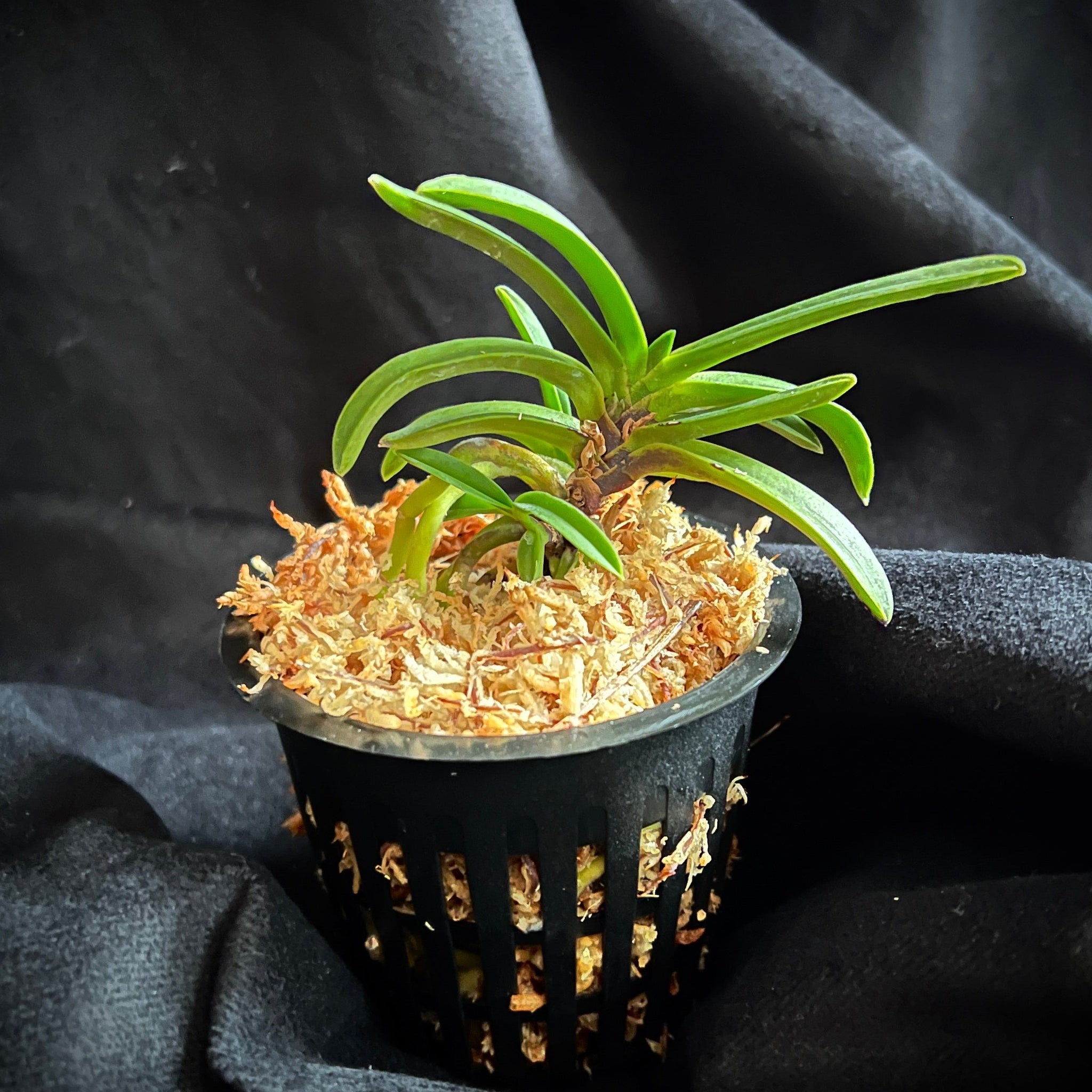 Phal. Mituo Reflex King – Springfield Orchids