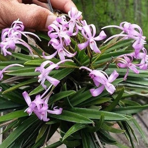 Neofinetia falcata x Van. Charm ‘Fujihime 藤姫’