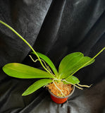 Phal. lueddemanniana