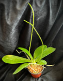 Phal. lueddemanniana