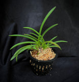 Vanda falcata Yubae 夕映