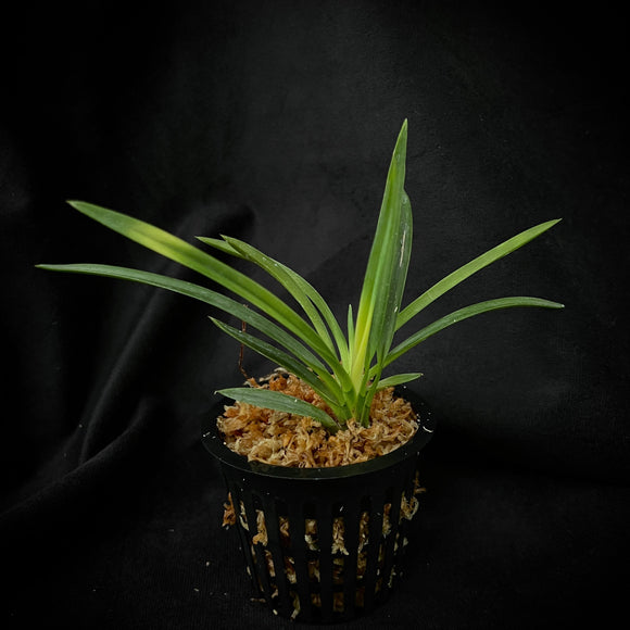 Vanda falcata Kyokushou 旭昇