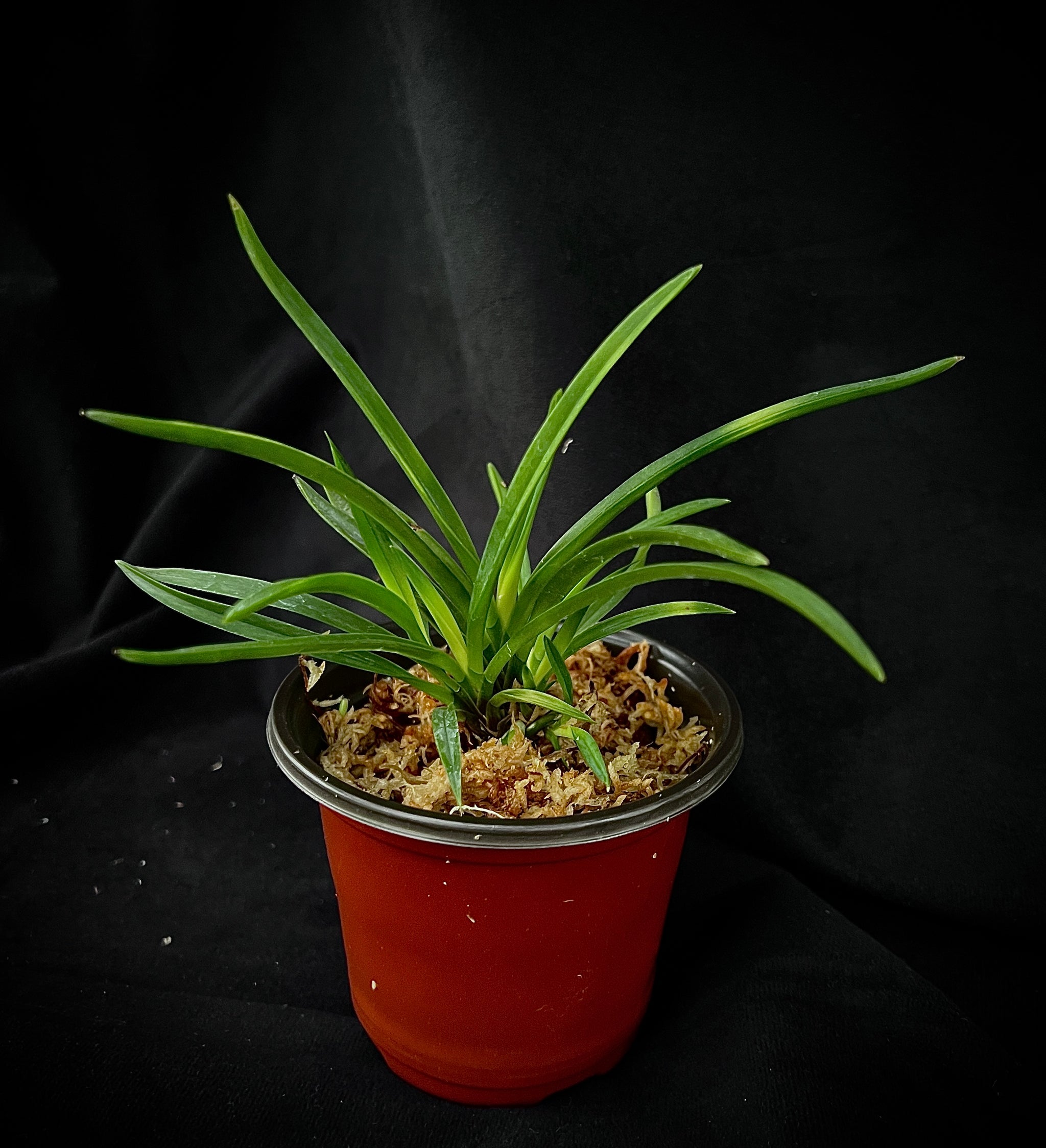 Vanda falcata Kyokushou 旭昇 – Springfield Orchids