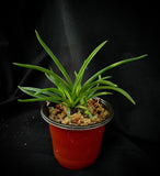 Vanda falcata Kyokushou 旭昇