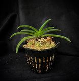 Vanda falcata Kutsuwamushi 轡虫