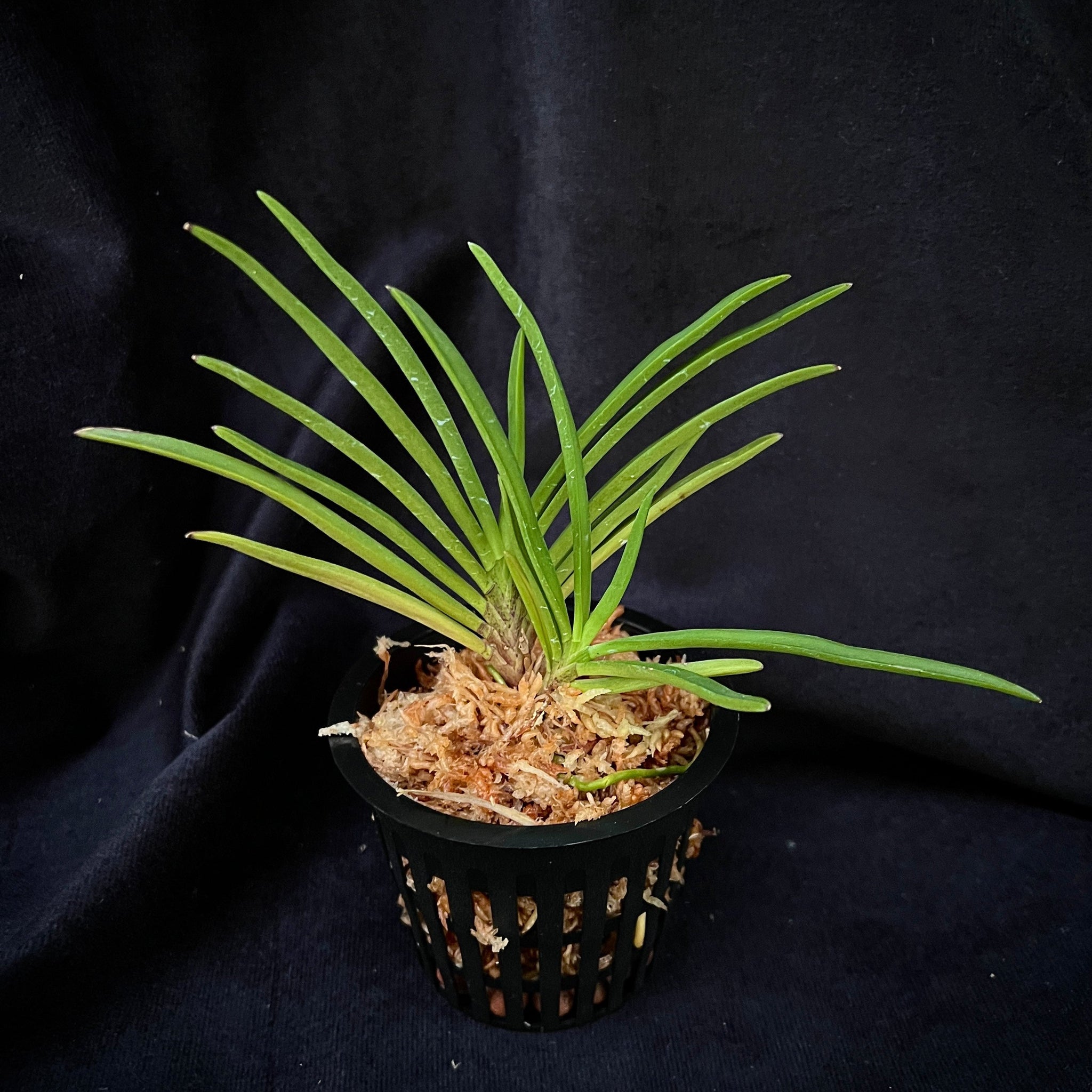 Vanda falcata fujimusume 藤娘 – Springfield Orchids