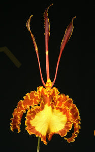 Psychopsis Mariposa