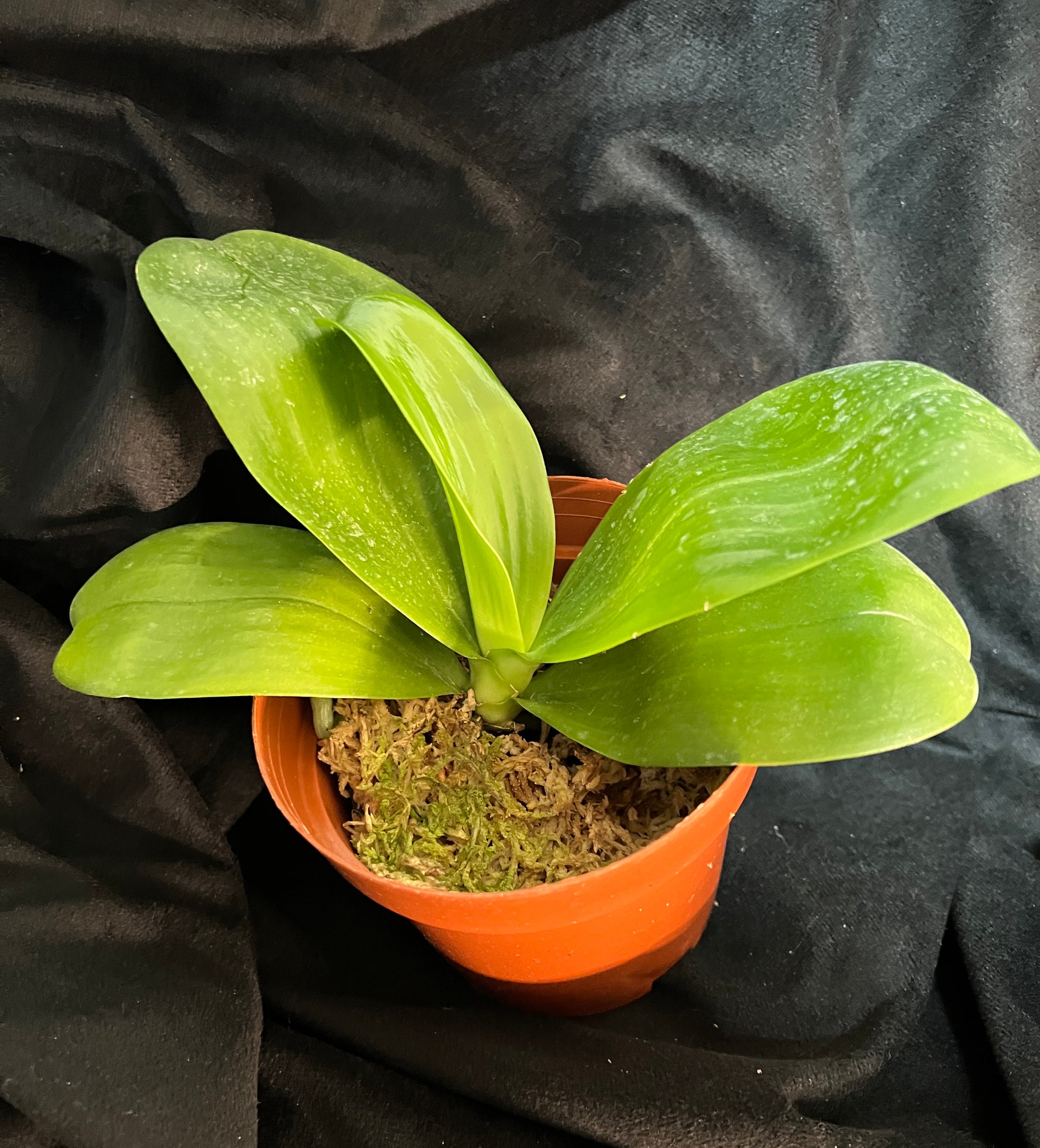 Phal. Mituo Reflex King – Springfield Orchids