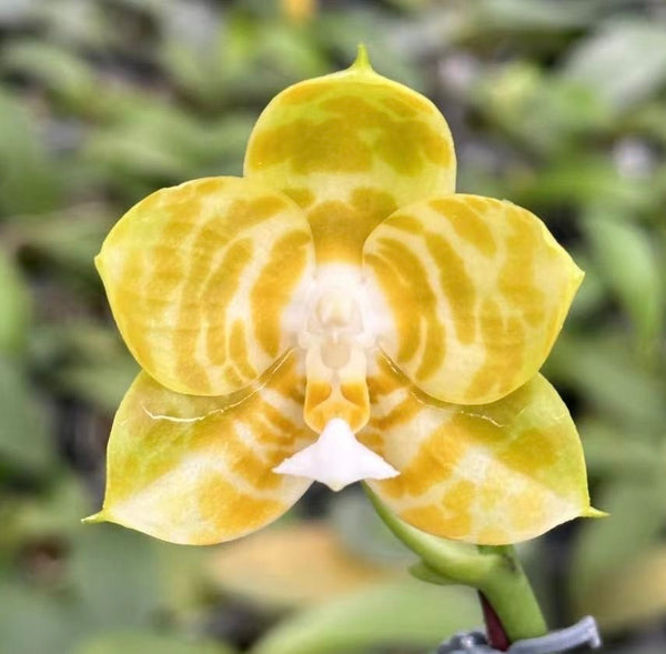 Phal. Mituo Reflex King – Springfield Orchids