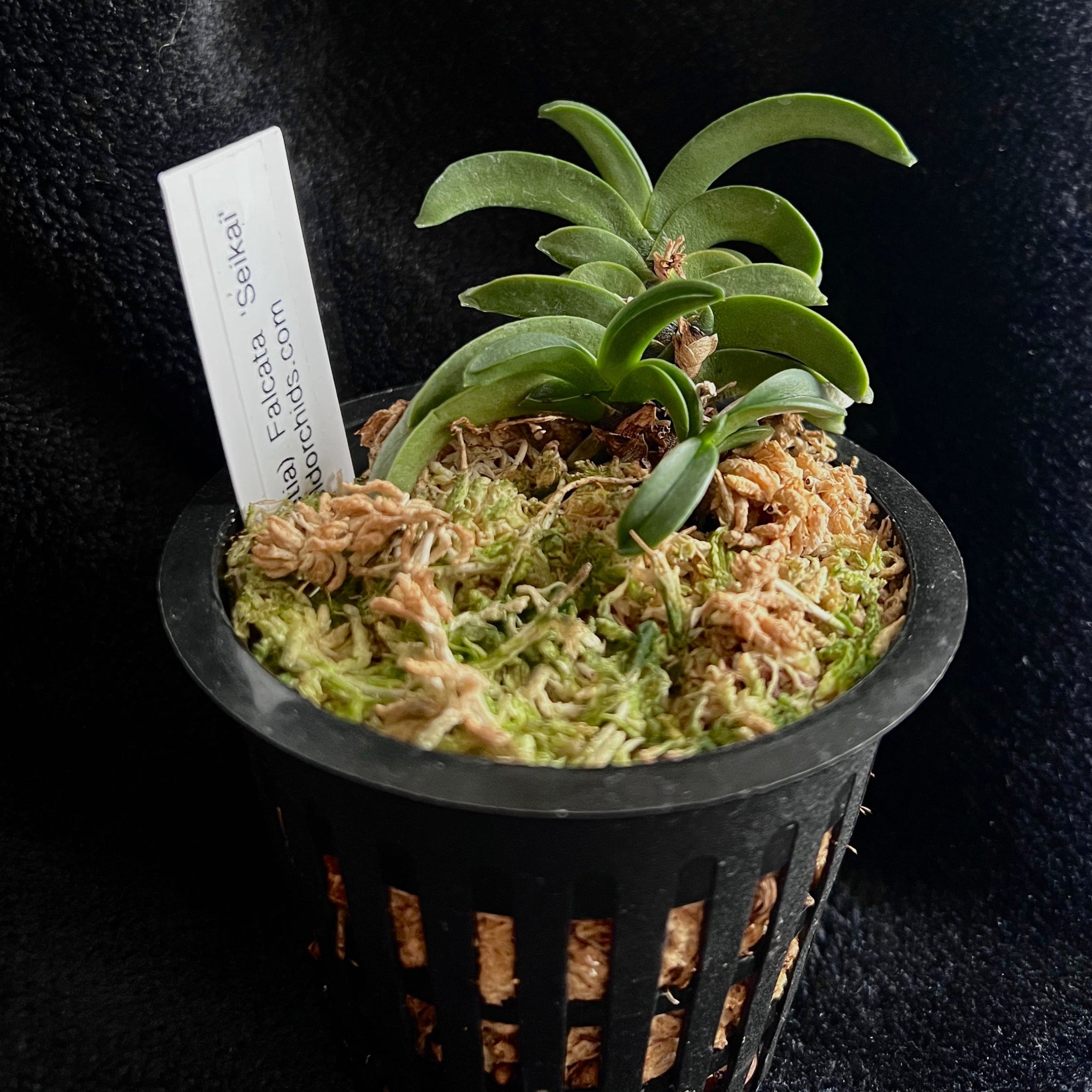 Phal. Mituo Reflex King – Springfield Orchids