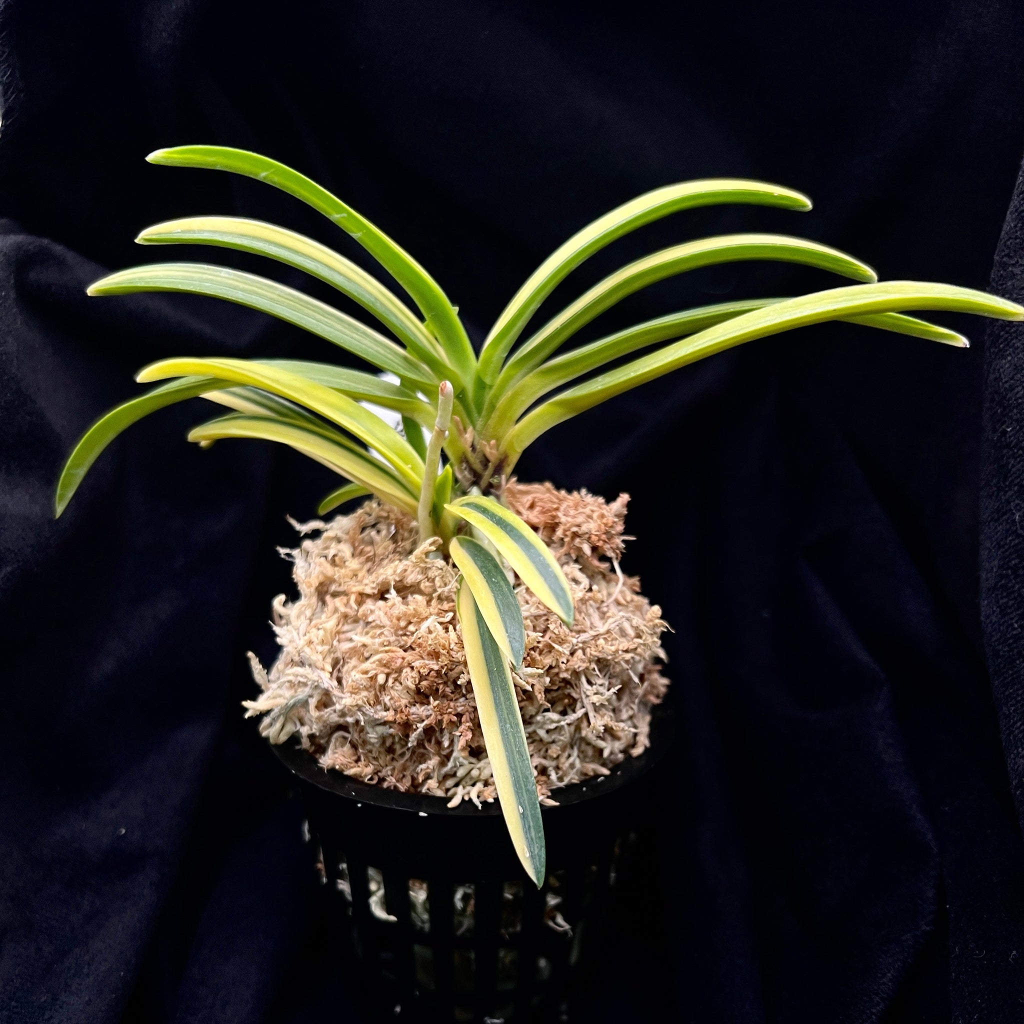 Phal. Mituo Reflex King – Springfield Orchids