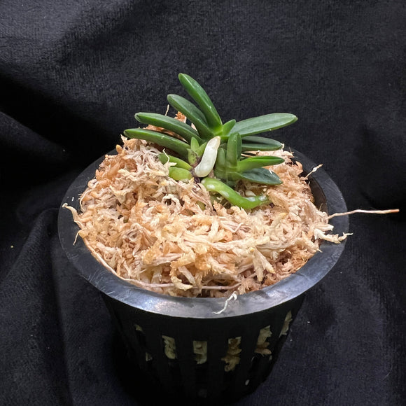 Vanda falcata Kuroshinju 黒真珠
