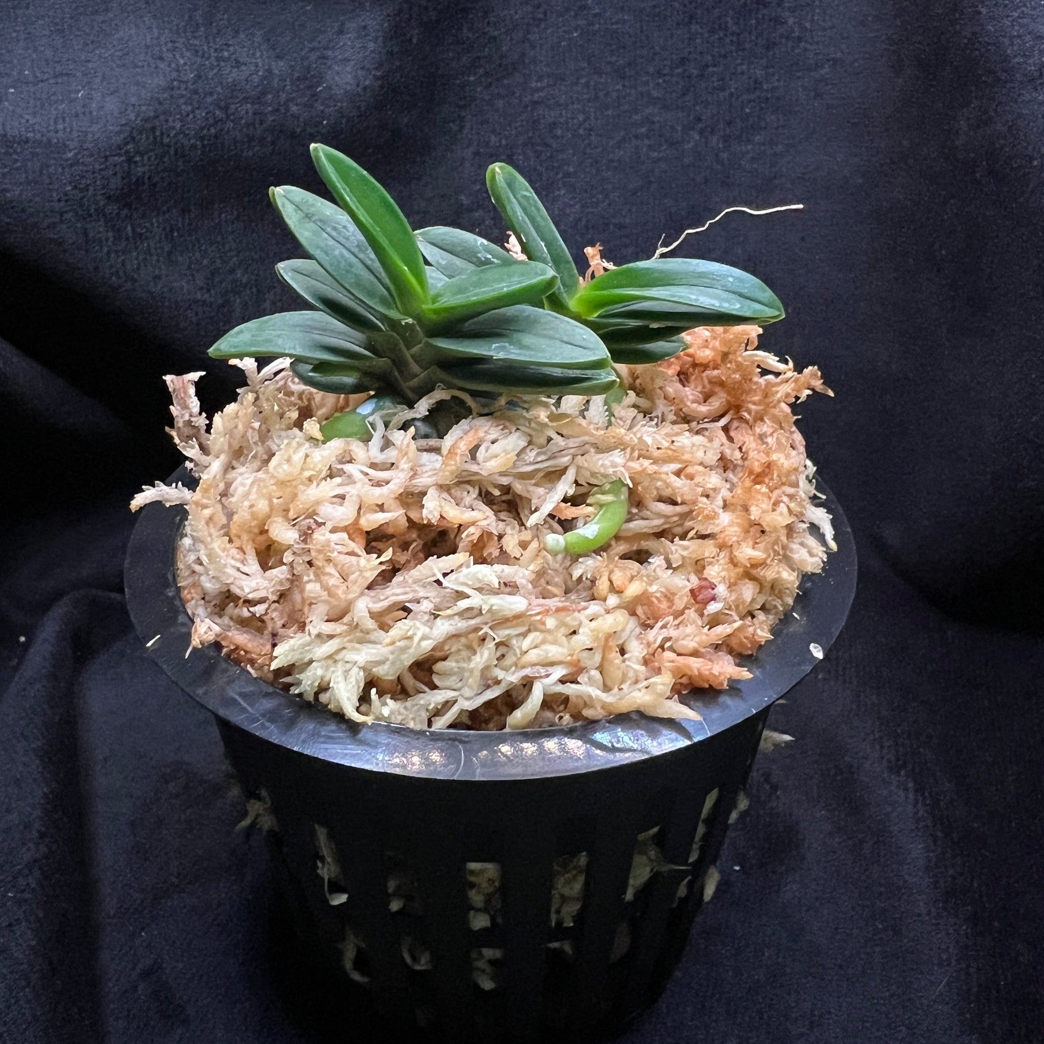 歩華 Vanda falcata Kuroshinju 黒真珠 – Springfield Orchids
