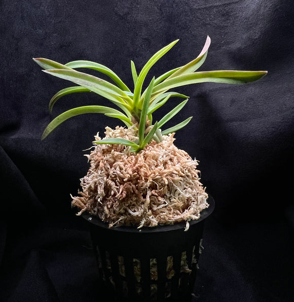 Vanda falcata Manjushage 曼珠沙華