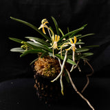 Neofinetia falcata 'Kibana' 黄花風蘭