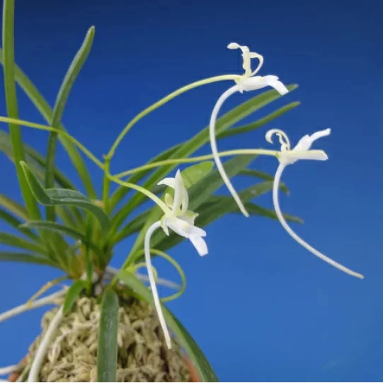 Vanda (Neofinetia) falcata 'Kochounomai' 胡蝶の舞