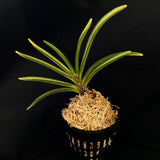 Vanda falcata Akebono 曙