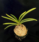 Vanda falcata Akebono 曙