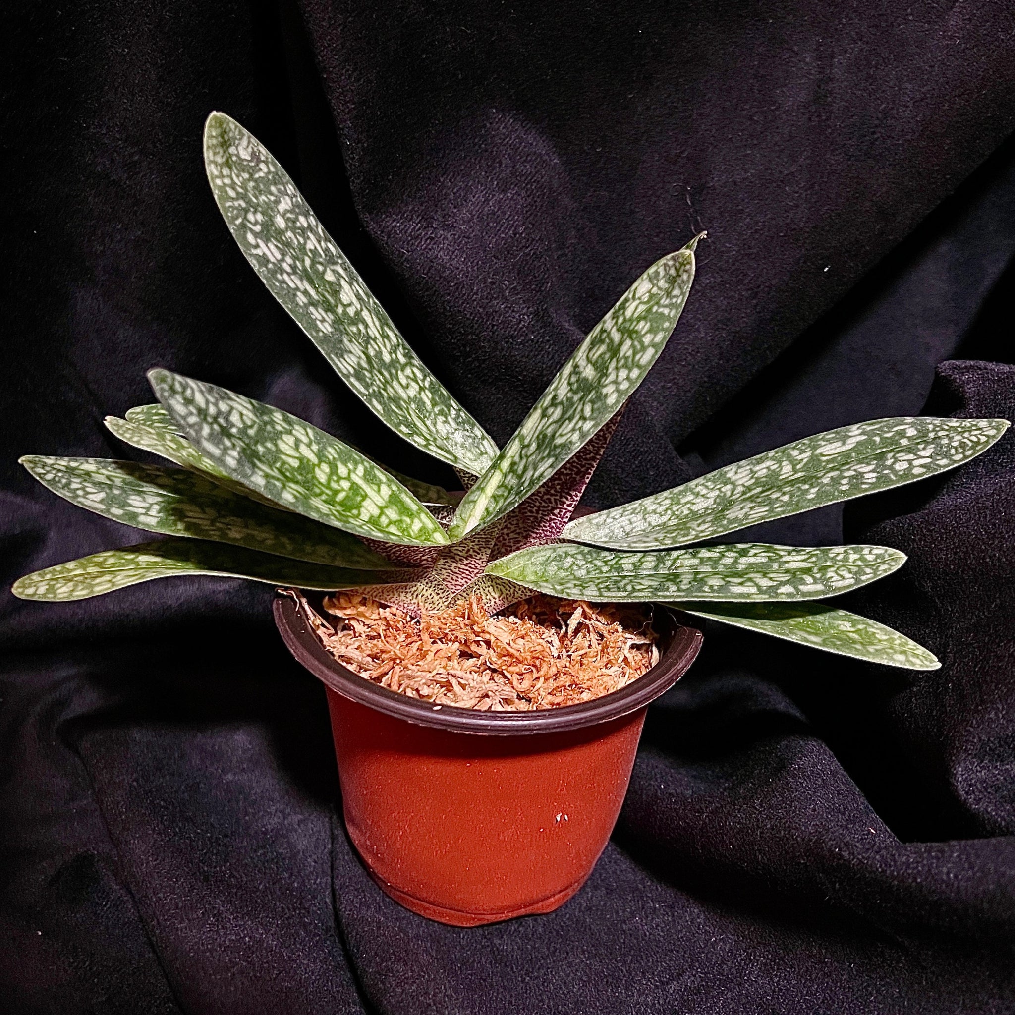 Paphiopedilum delenatii – Springfield Orchids