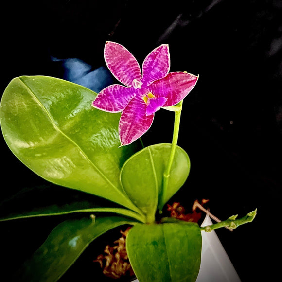 Phal. Joy Red Coral