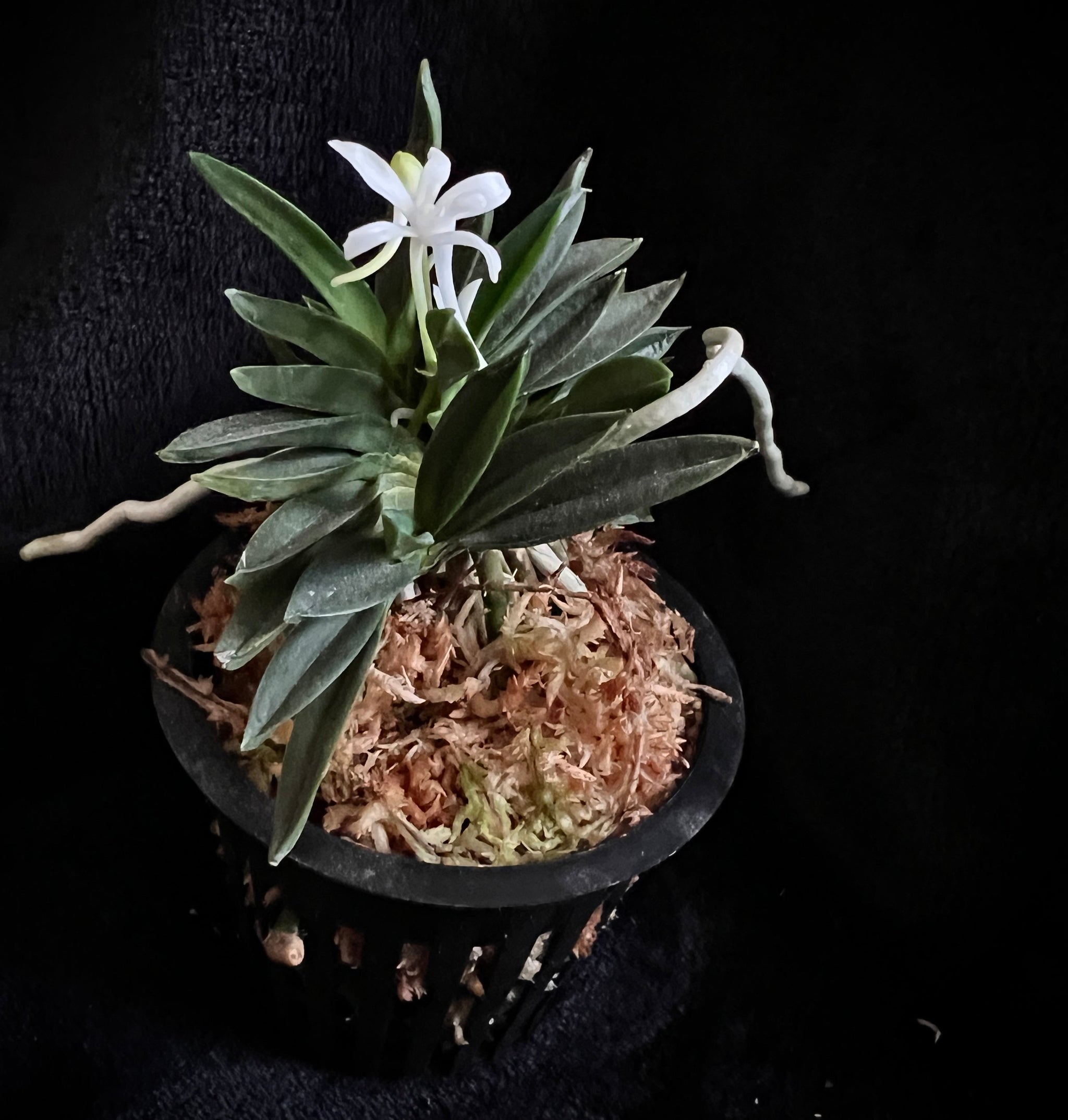 Vanda (Neofinetia) falcata 'Juunihitoe' 十二単 – Springfield