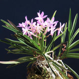 Vanda falcata fujimusume 藤娘