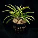 Vanda falcata Shukou Nishiki 秋紅錦