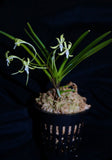 Vanda falcata Hisui 翡翠