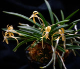Neofinetia falcata 'Kibana' 黄花風蘭