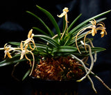 Neofinetia falcata 'Kibana' 黄花風蘭