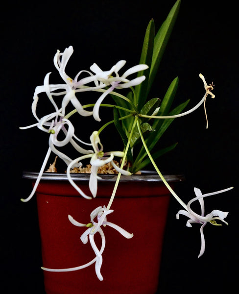 Vanda falcata Shunkyuden 春及殿 – Springfield Orchids