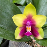 Phal. KS Happy Eagle