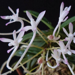 Vanda falcata Kutsuwamushi 轡虫