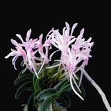 Vanda falcata 'Seikai' 青海