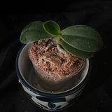 Sedirea japonica ‘Daruma’